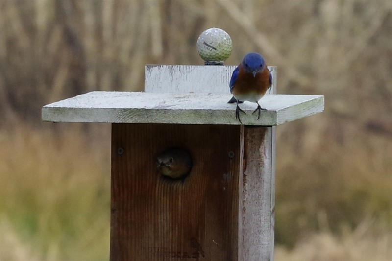 Eastern Bluebird - ML86831041