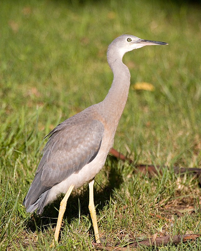 White-faced Heron - ML86831971