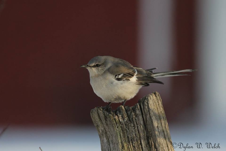 Northern Mockingbird - ML86832821