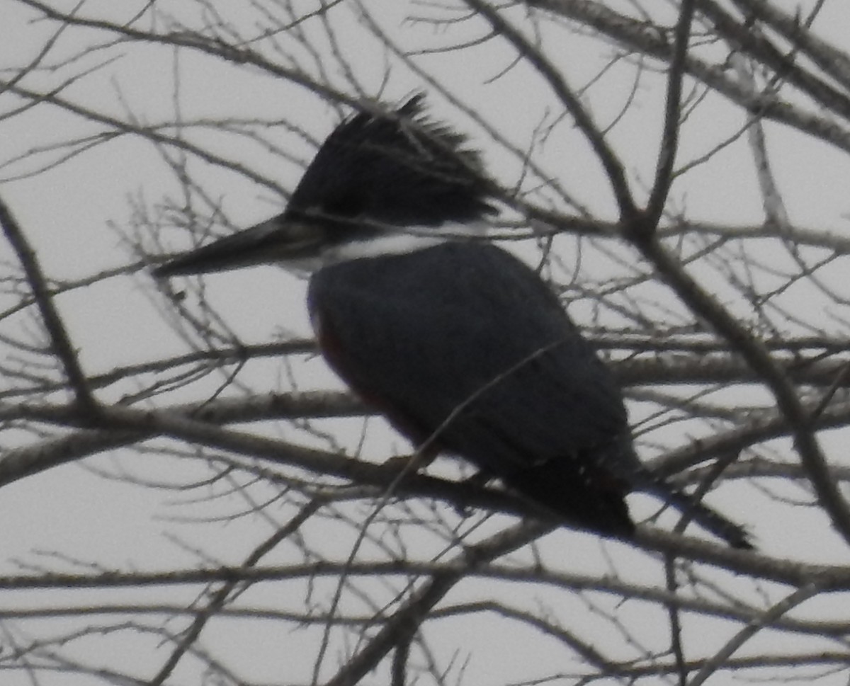 Ringed Kingfisher - Sharon Forsyth