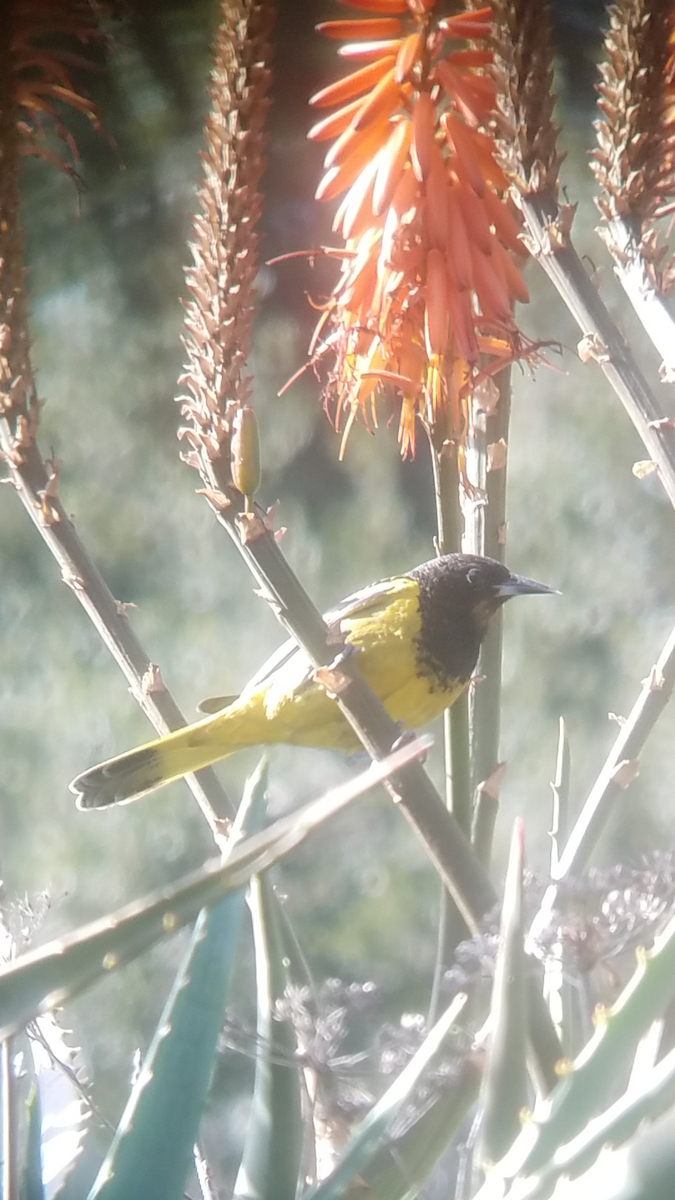 Oriole jaune-verdâtre - ML86833281