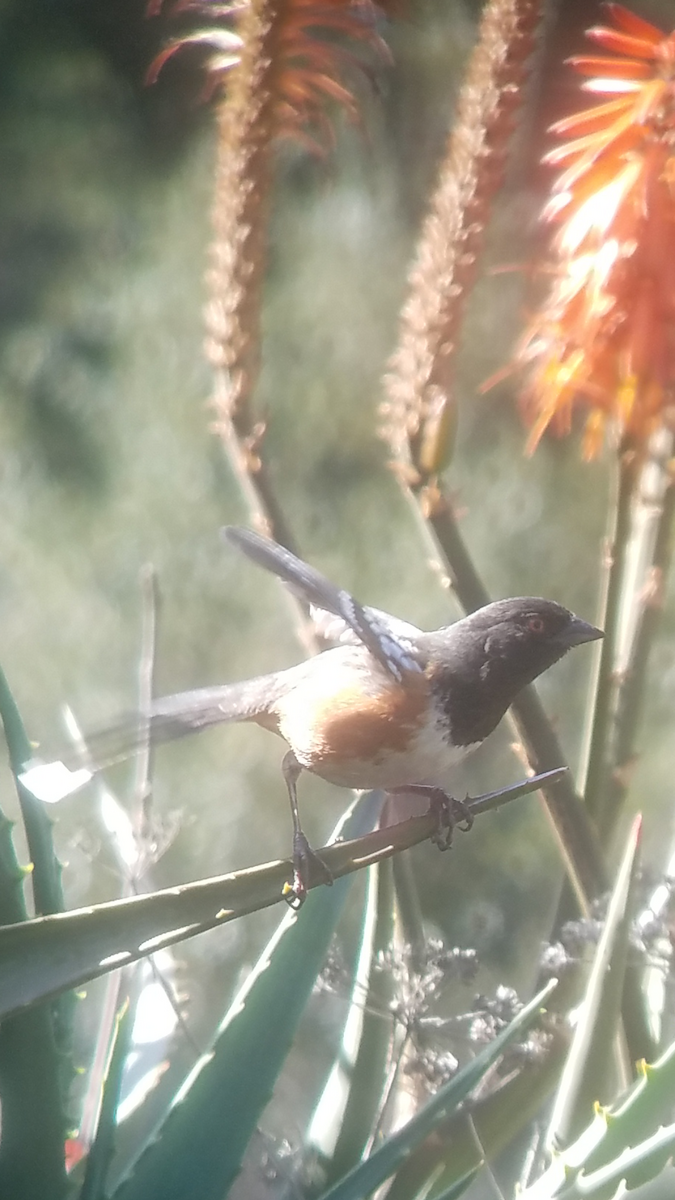 Spotted Towhee - ML86834171