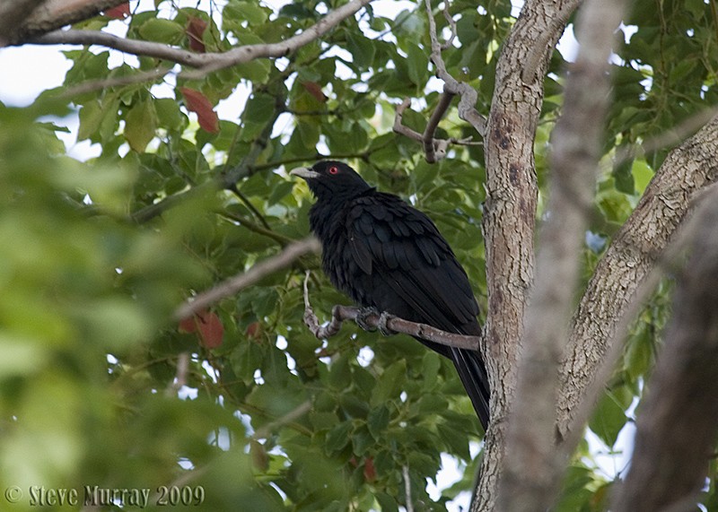 kukačka pacifická (ssp. cyanocephalus/subcyanocephalus) - ML86834781