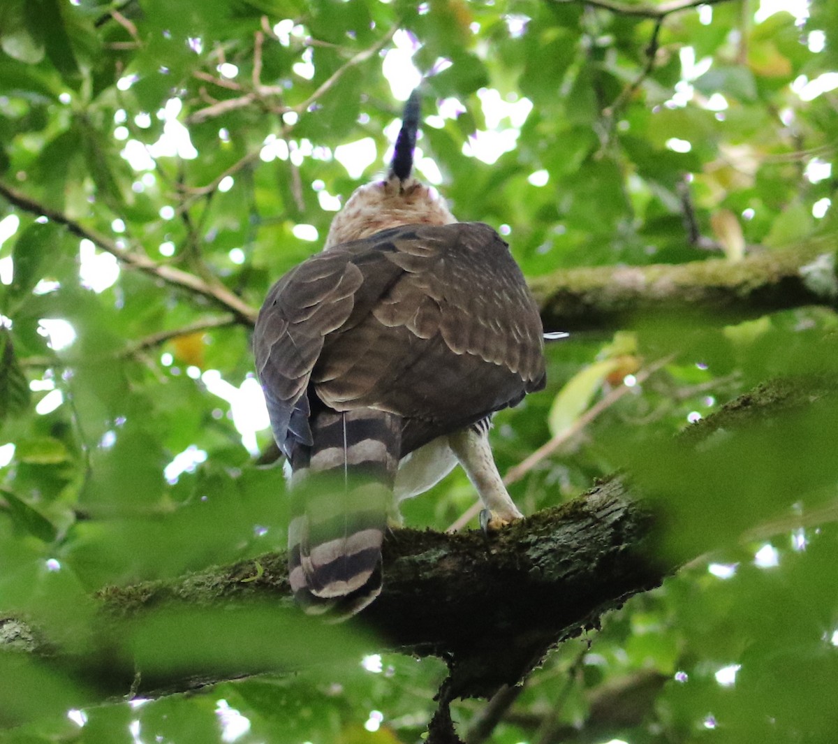 Ornate Hawk-Eagle - ML86834981