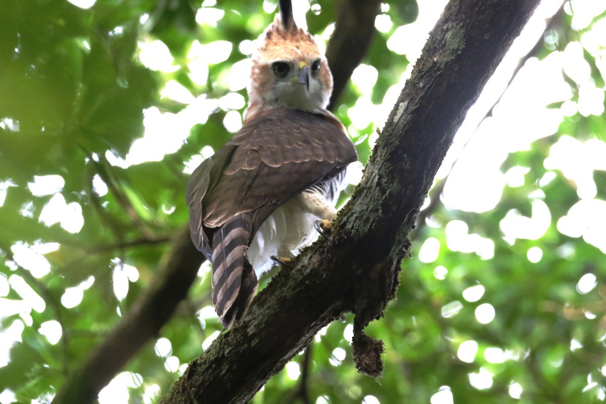 Águila Galana - ML86835121