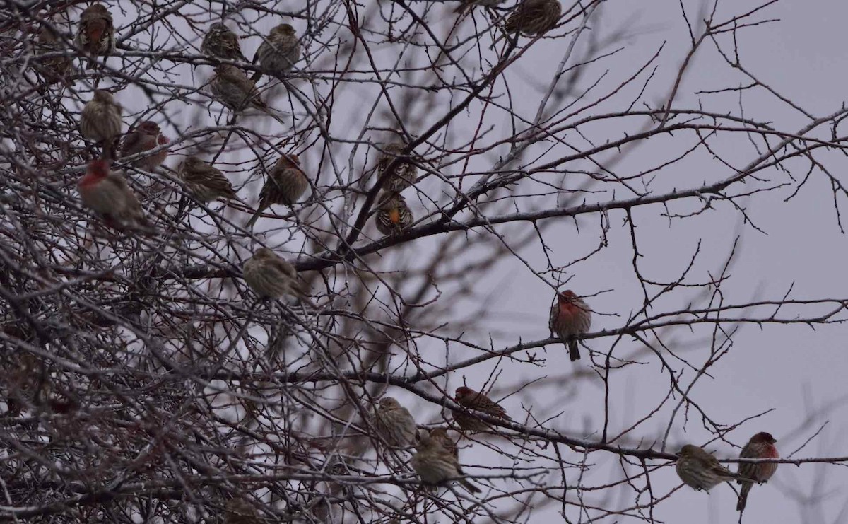 Common Redpoll - ML86835141