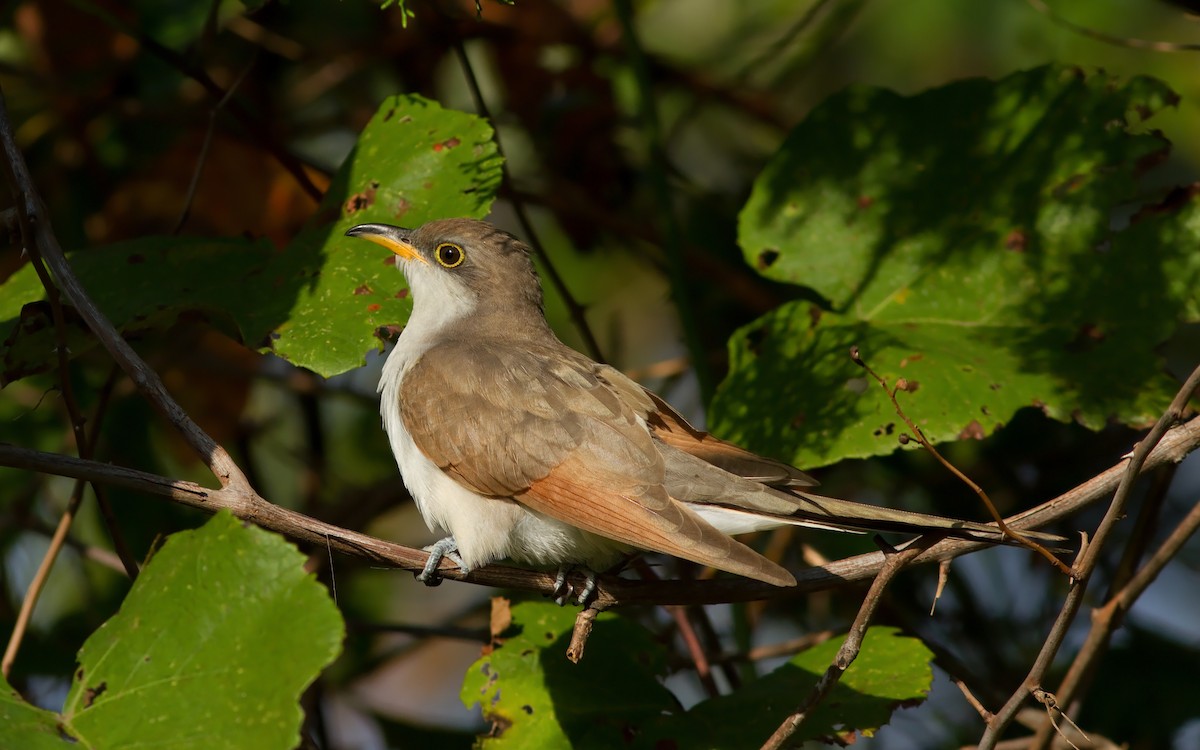 Yellow-billed Cuckoo - ML86835481