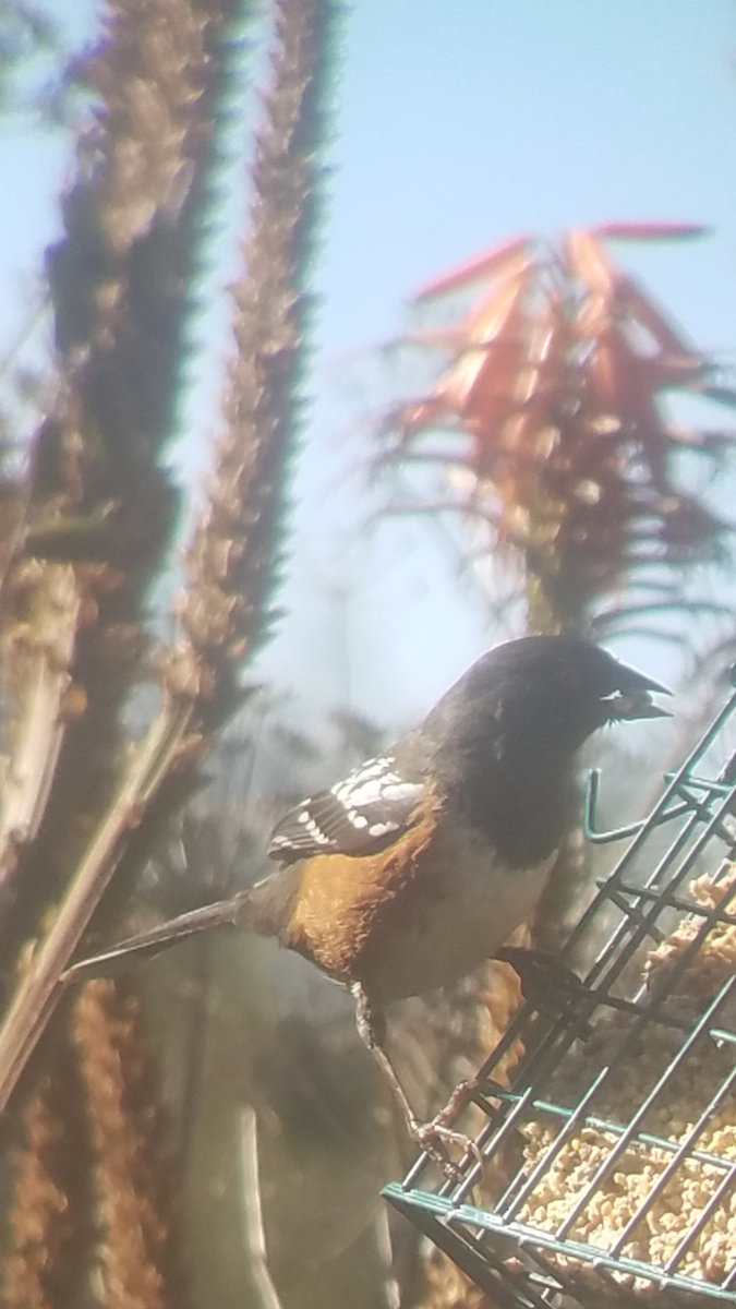 Spotted Towhee - ML86836841