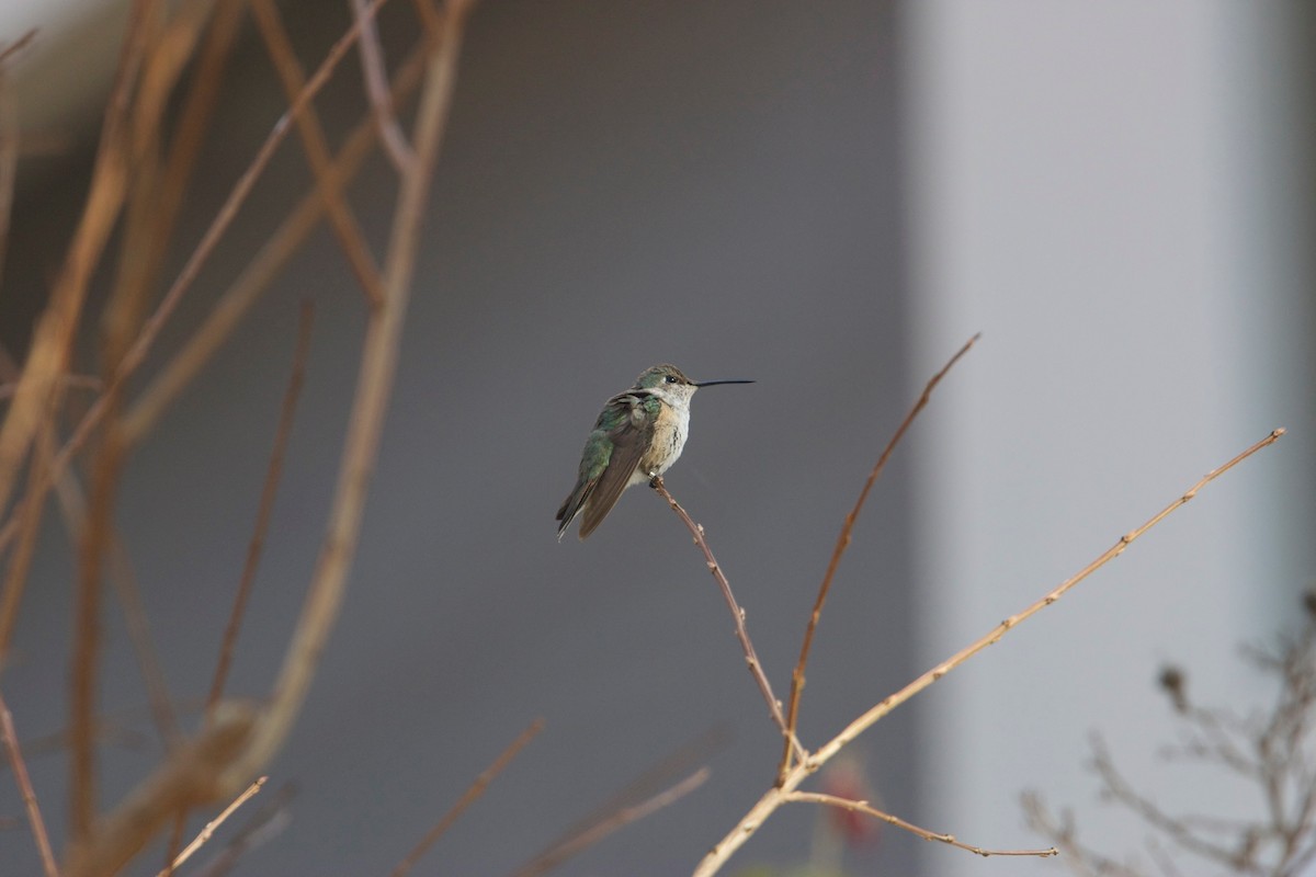 Broad-tailed Hummingbird - ML86840931