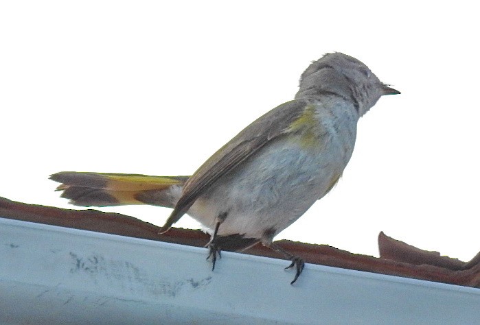 American Redstart - ML86842021