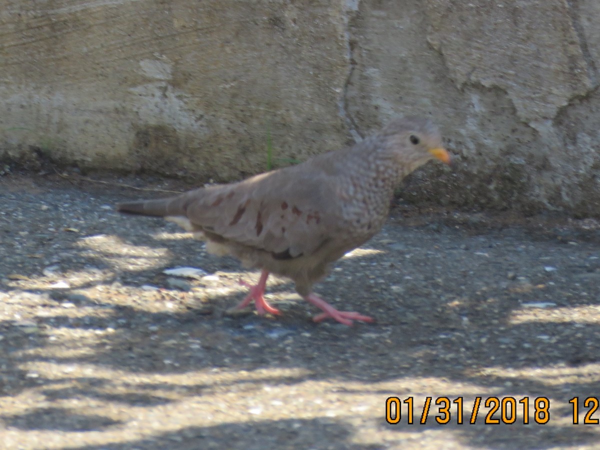 Common Ground Dove - ML86845791