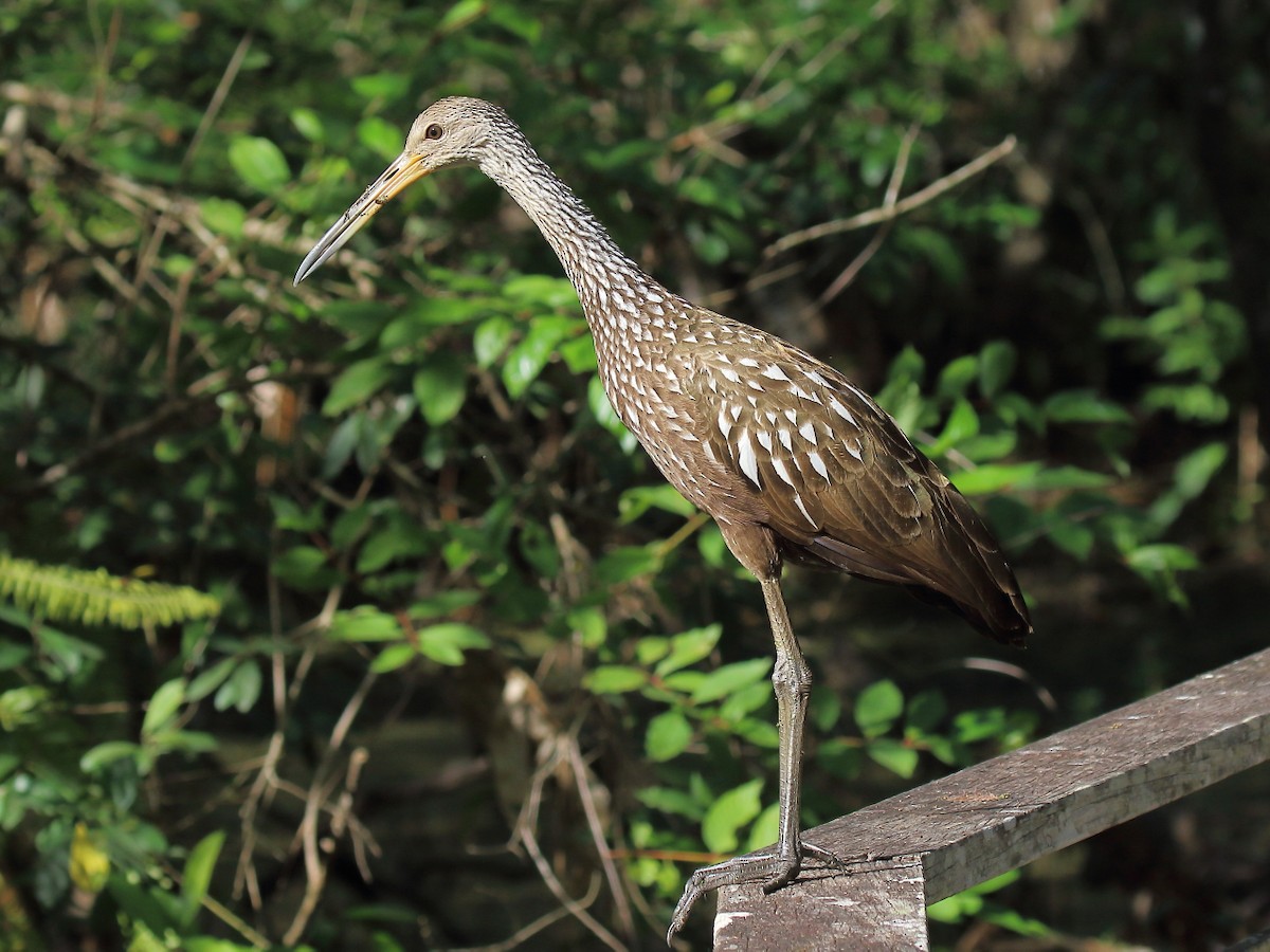 Limpkin - ML86847761