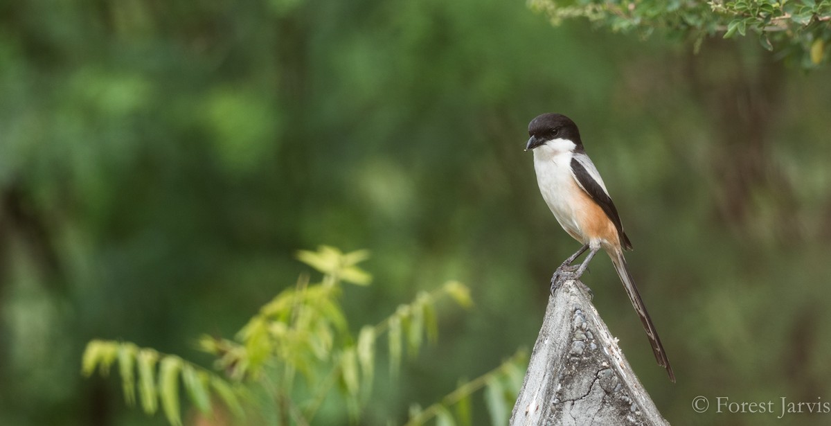 Long-tailed Shrike - Forest Botial-Jarvis