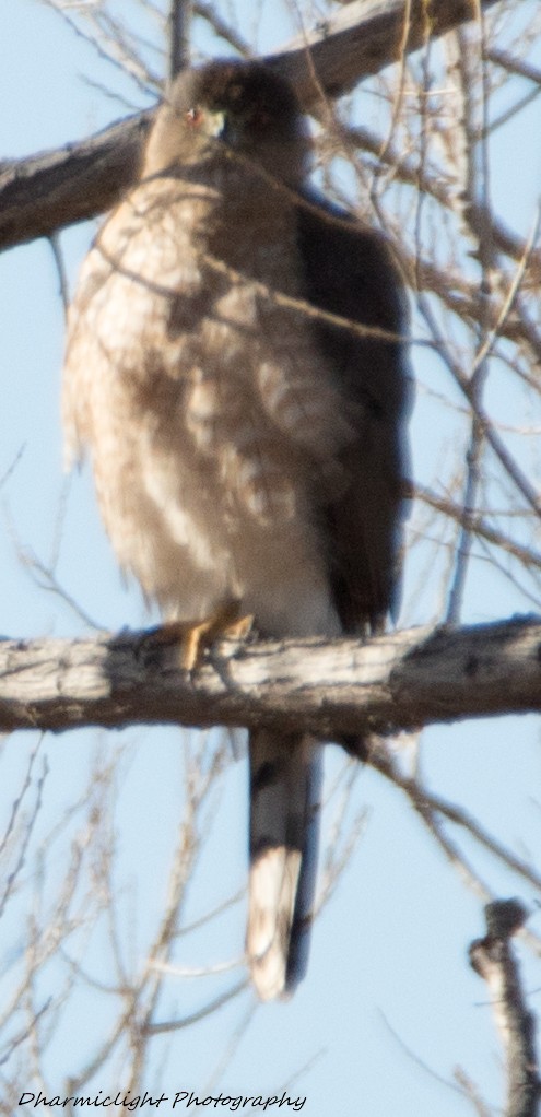 Cooper's Hawk - ML86849721