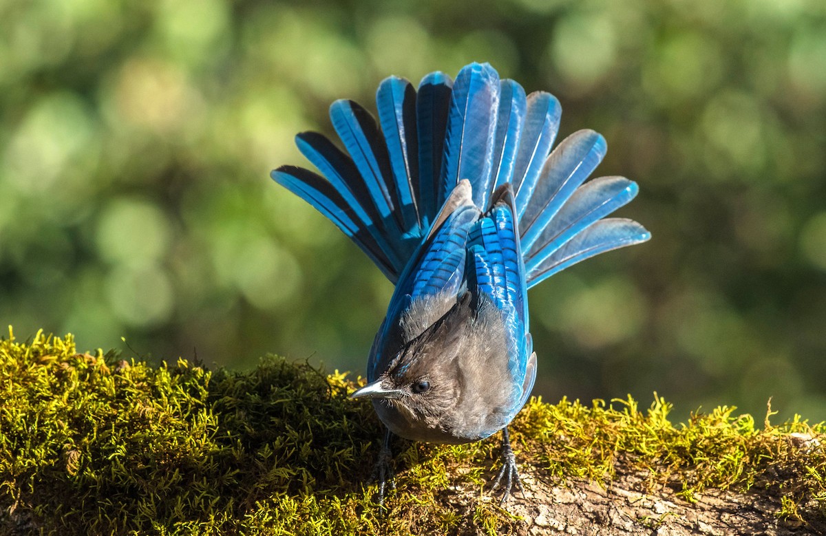 Steller's Jay - ML86851221