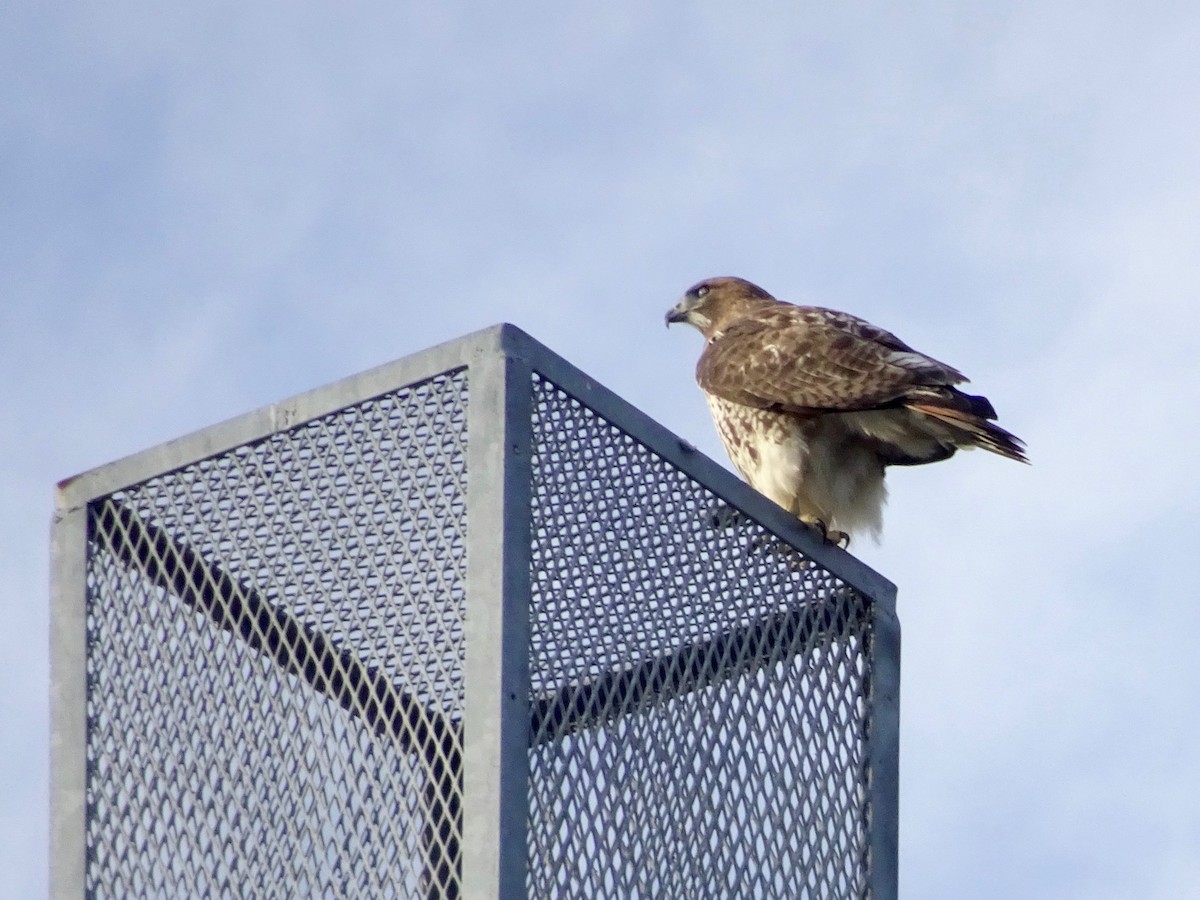 Red-tailed Hawk - ML86852831