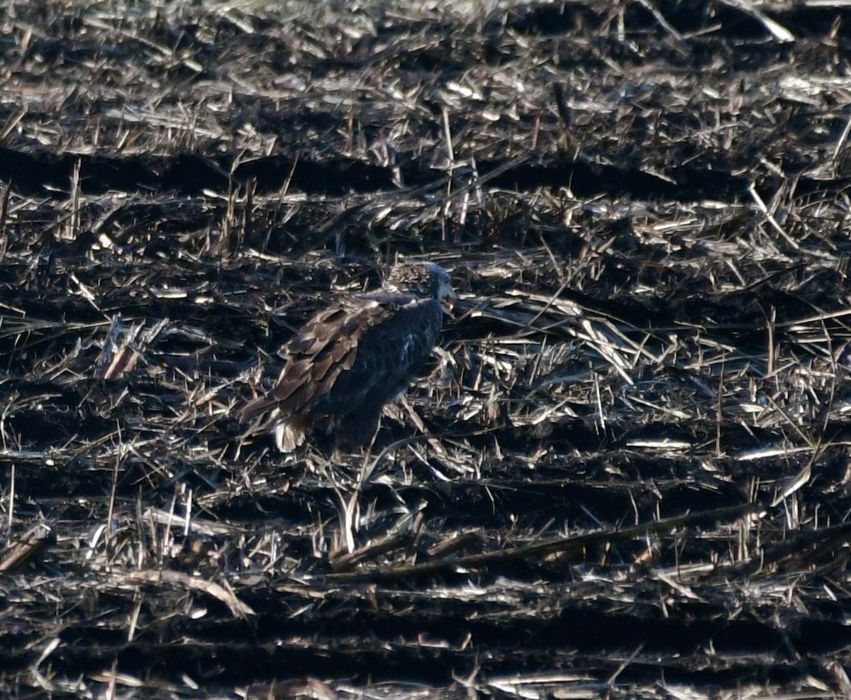 Bald Eagle - ML86852961