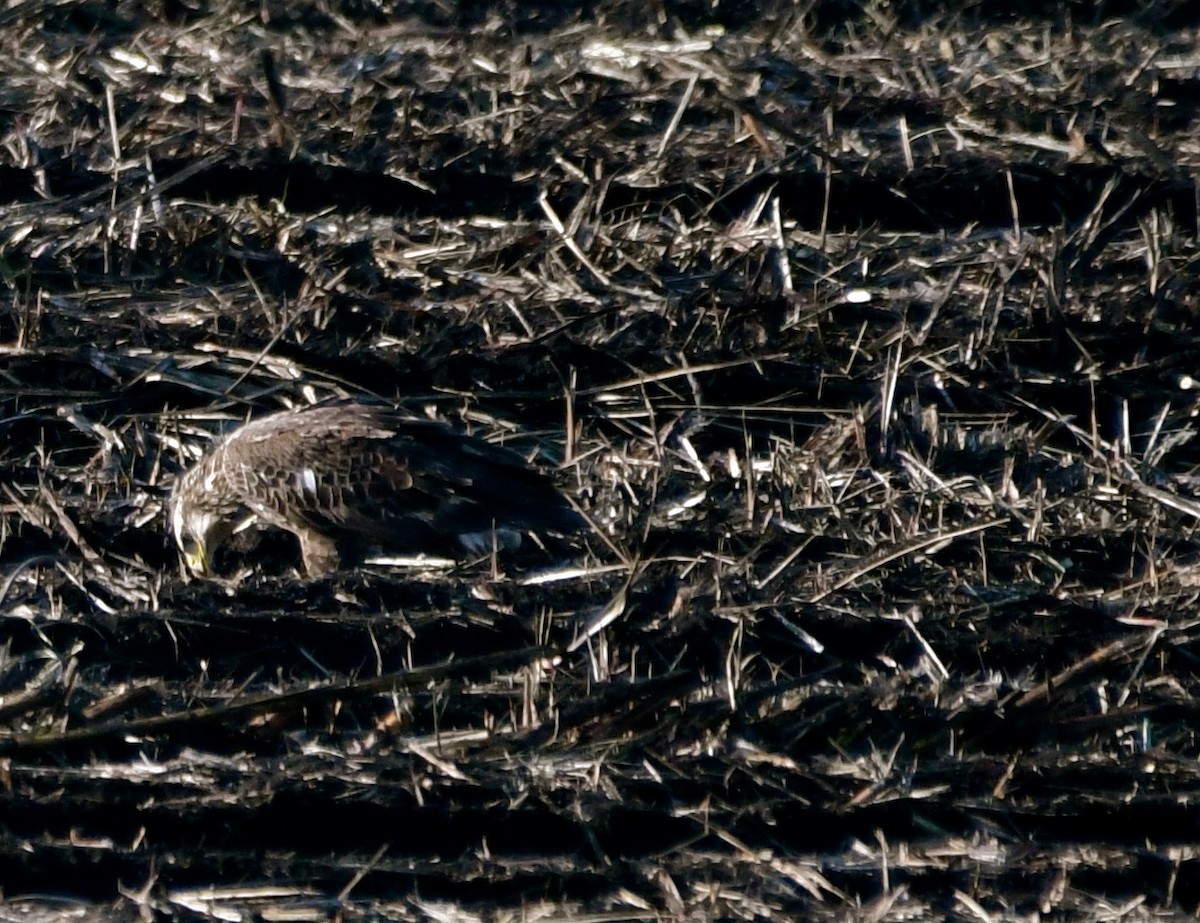 Bald Eagle - Suzanne Zuckerman