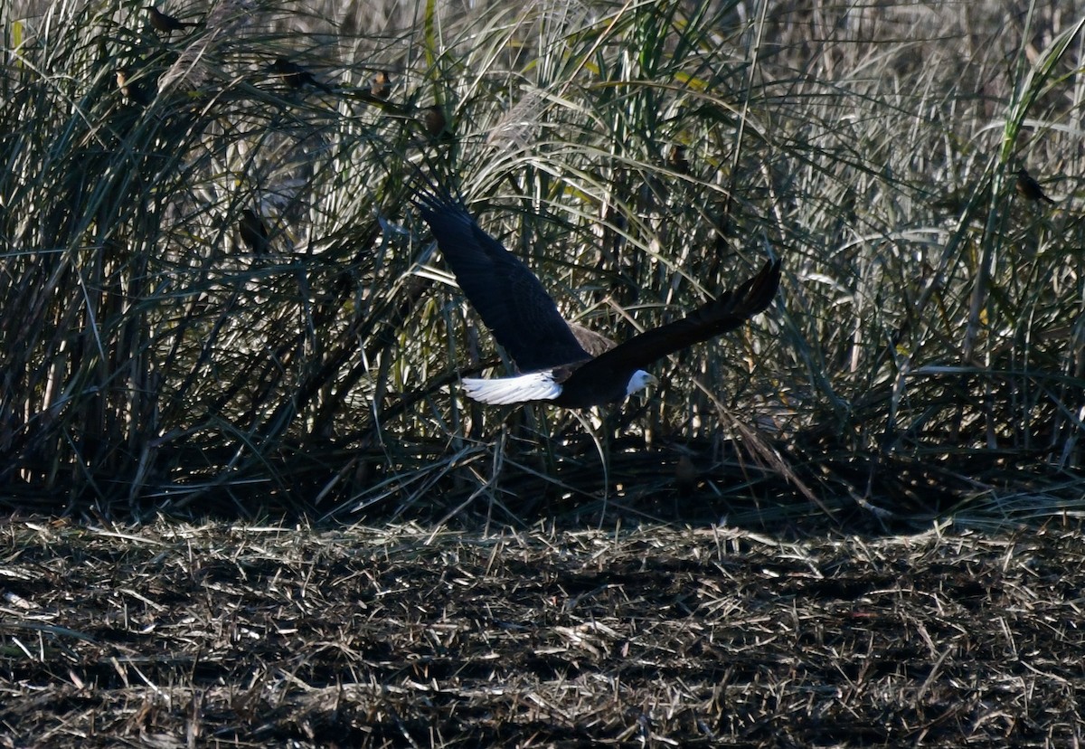 Bald Eagle - ML86853001