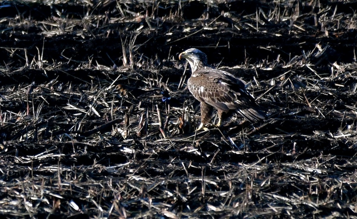 Bald Eagle - ML86853061