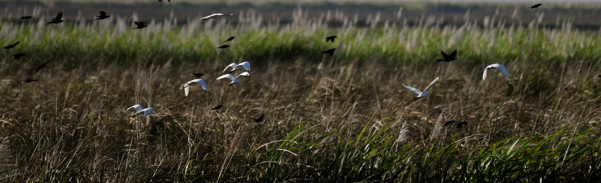 Western Cattle Egret - ML86853301