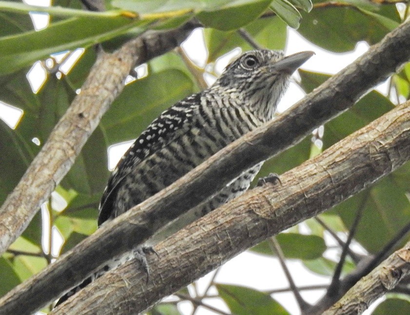 Barred Antshrike - ML86853511