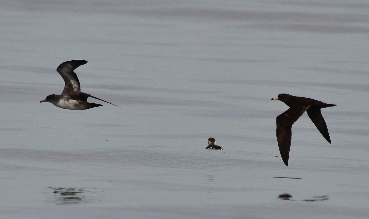 Flesh-footed Shearwater - Steve Tucker