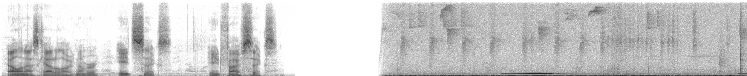 Weißgesichttaube - ML86856
