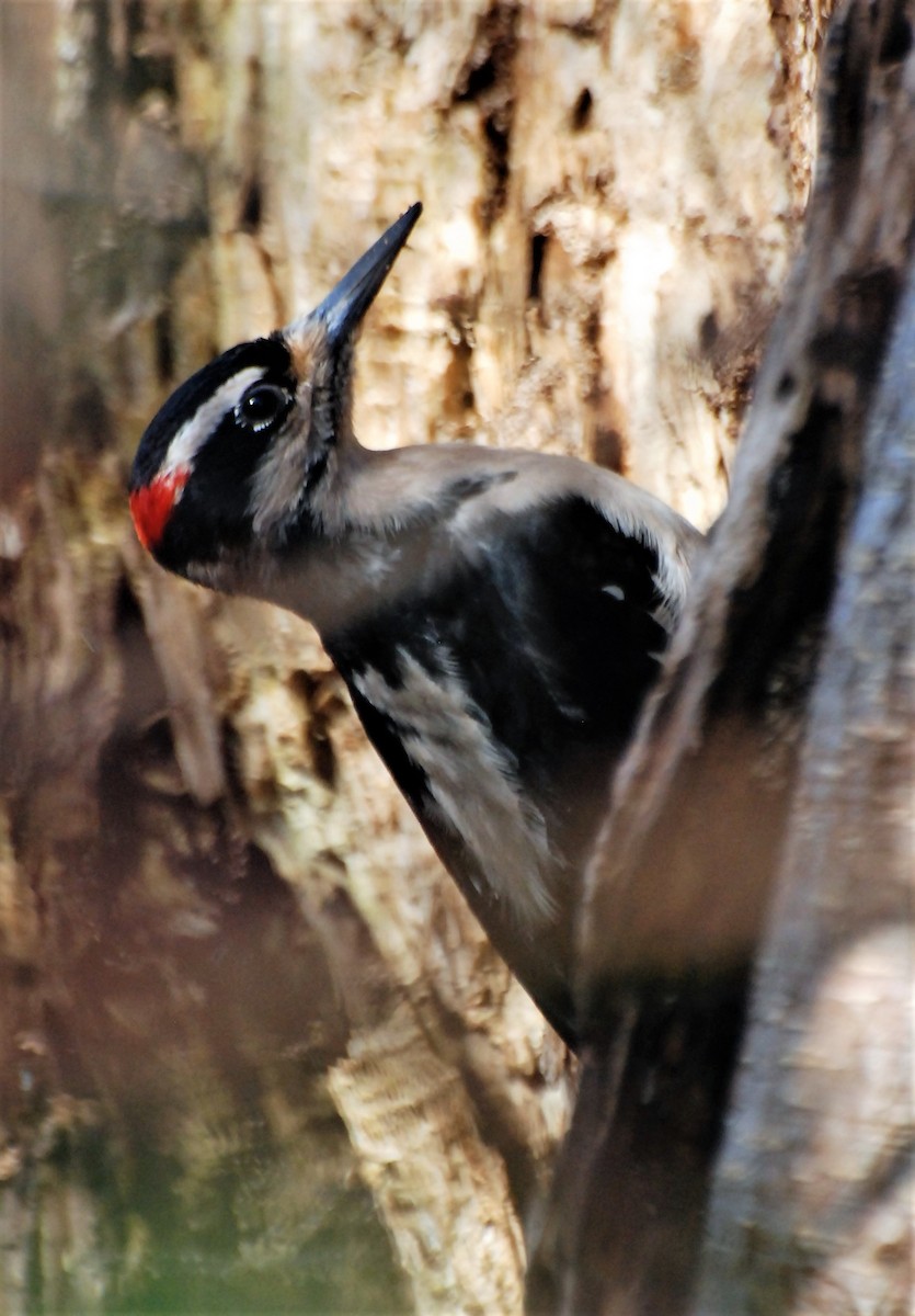 Hairy Woodpecker - ML86856341
