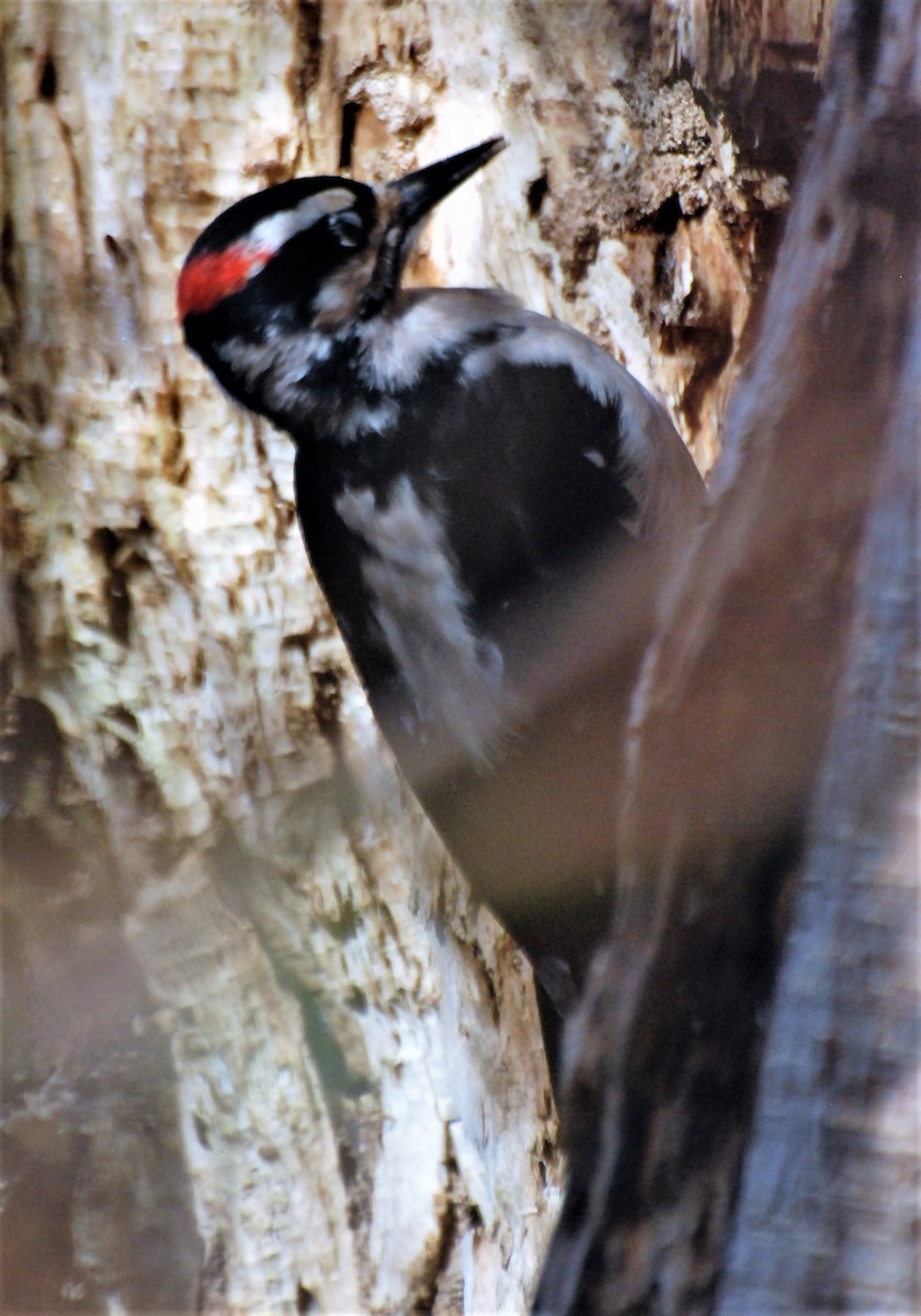 Hairy Woodpecker - ML86856351
