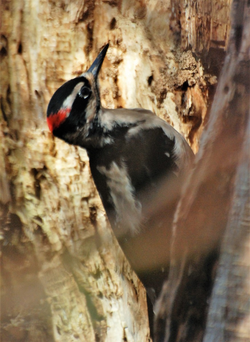 Hairy Woodpecker - ML86856361