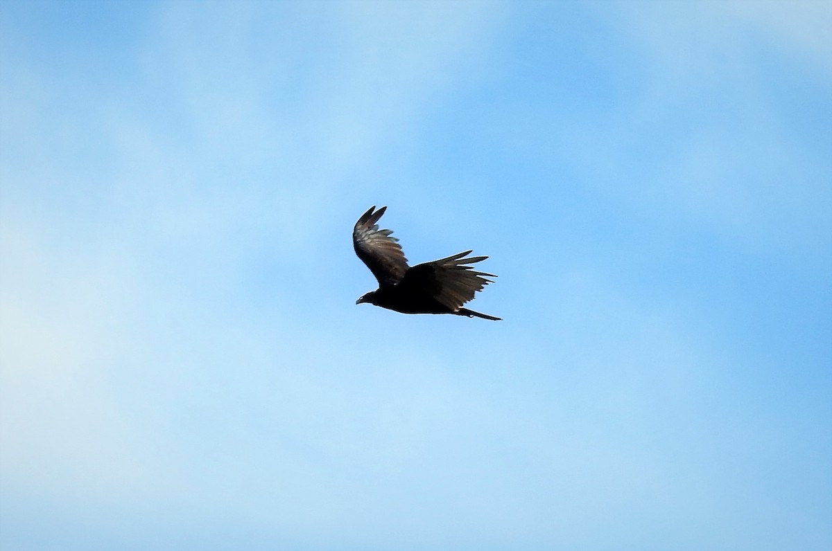 Turkey Vulture - ML86856601