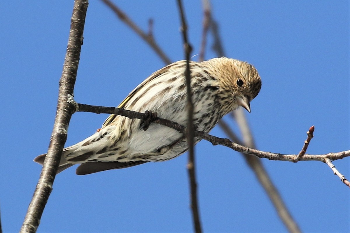 Pine Siskin - Anthony Vicciarelli