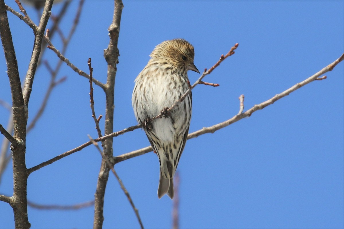 Pine Siskin - Anthony Vicciarelli