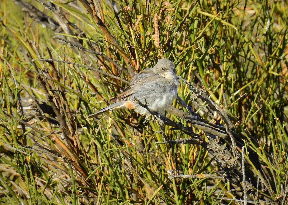 Diuca Finch - Pablo Alejandro Pla