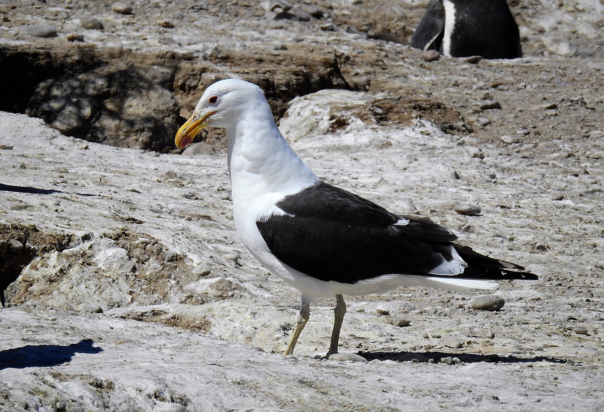 Kelp Gull - ML86858201