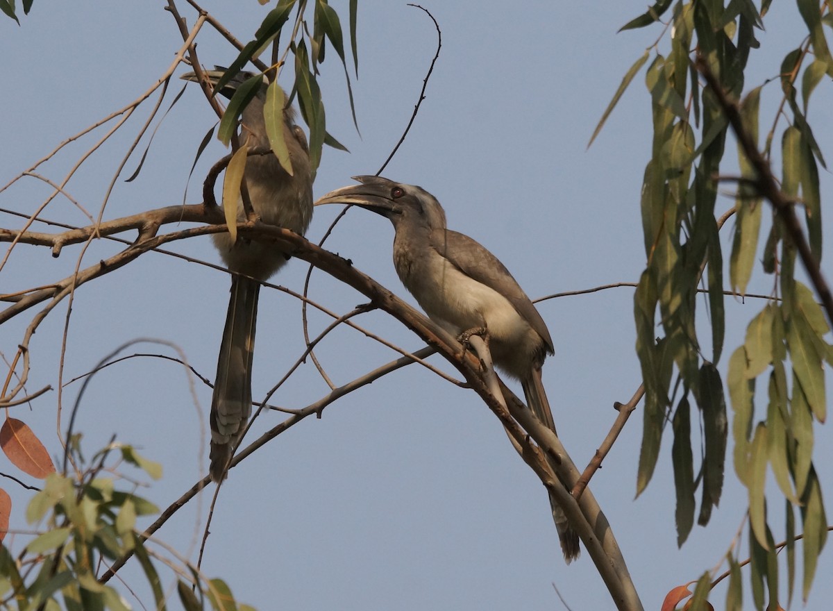 Indian Gray Hornbill - ML86858311