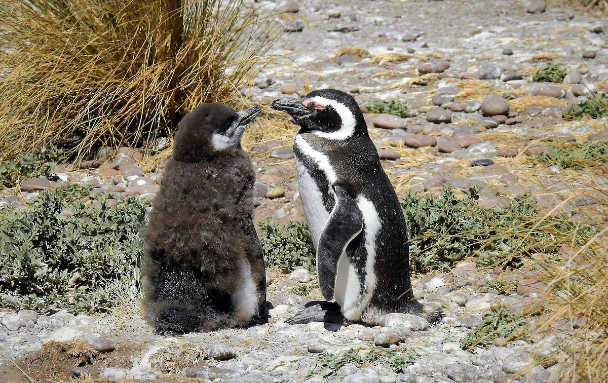 Pingüino Magallánico - ML86858791