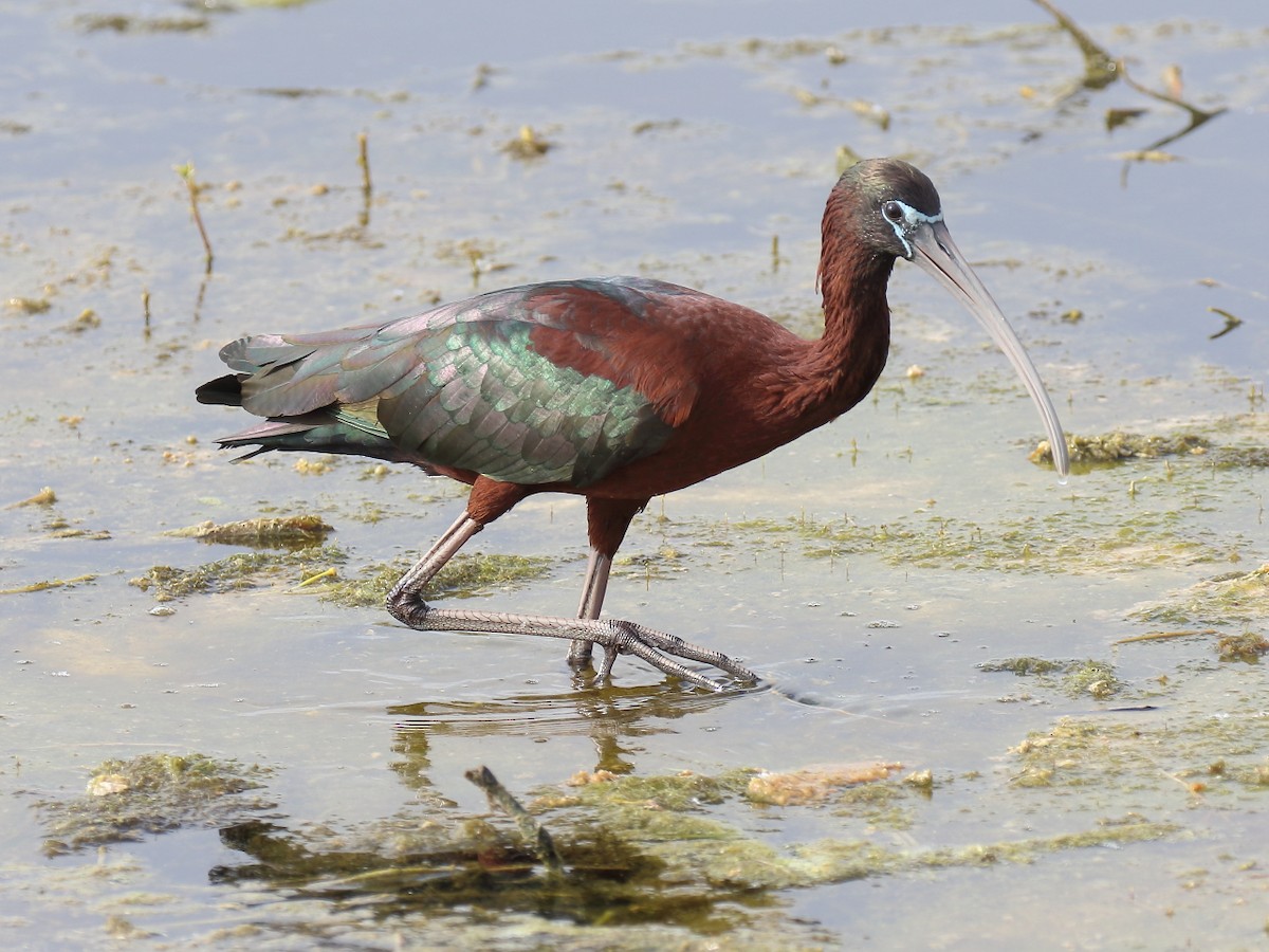 ibis hnědý - ML86860551