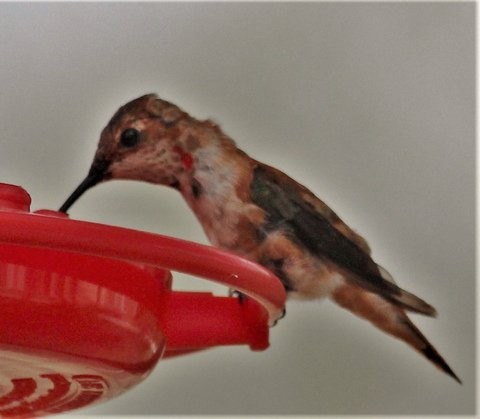 Allen's Hummingbird - ML86860931