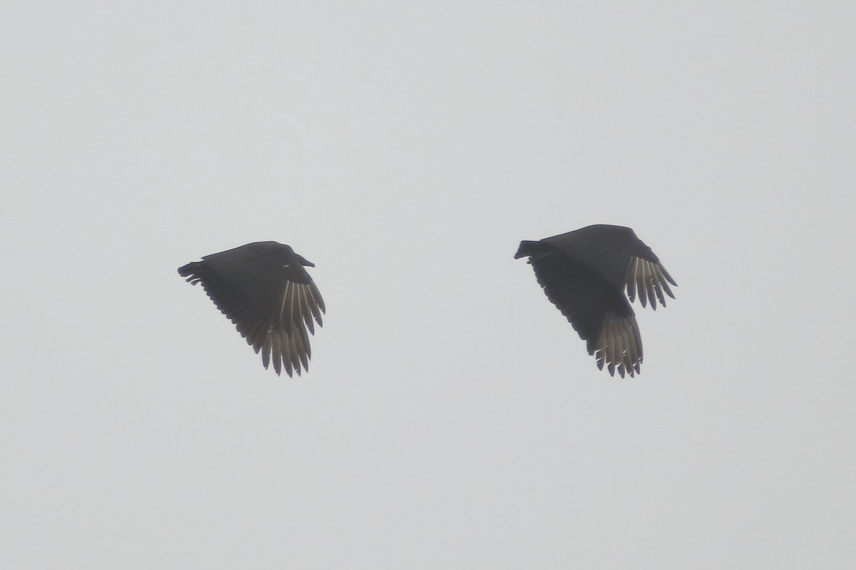 Black Vulture - Kimberlie Dewey