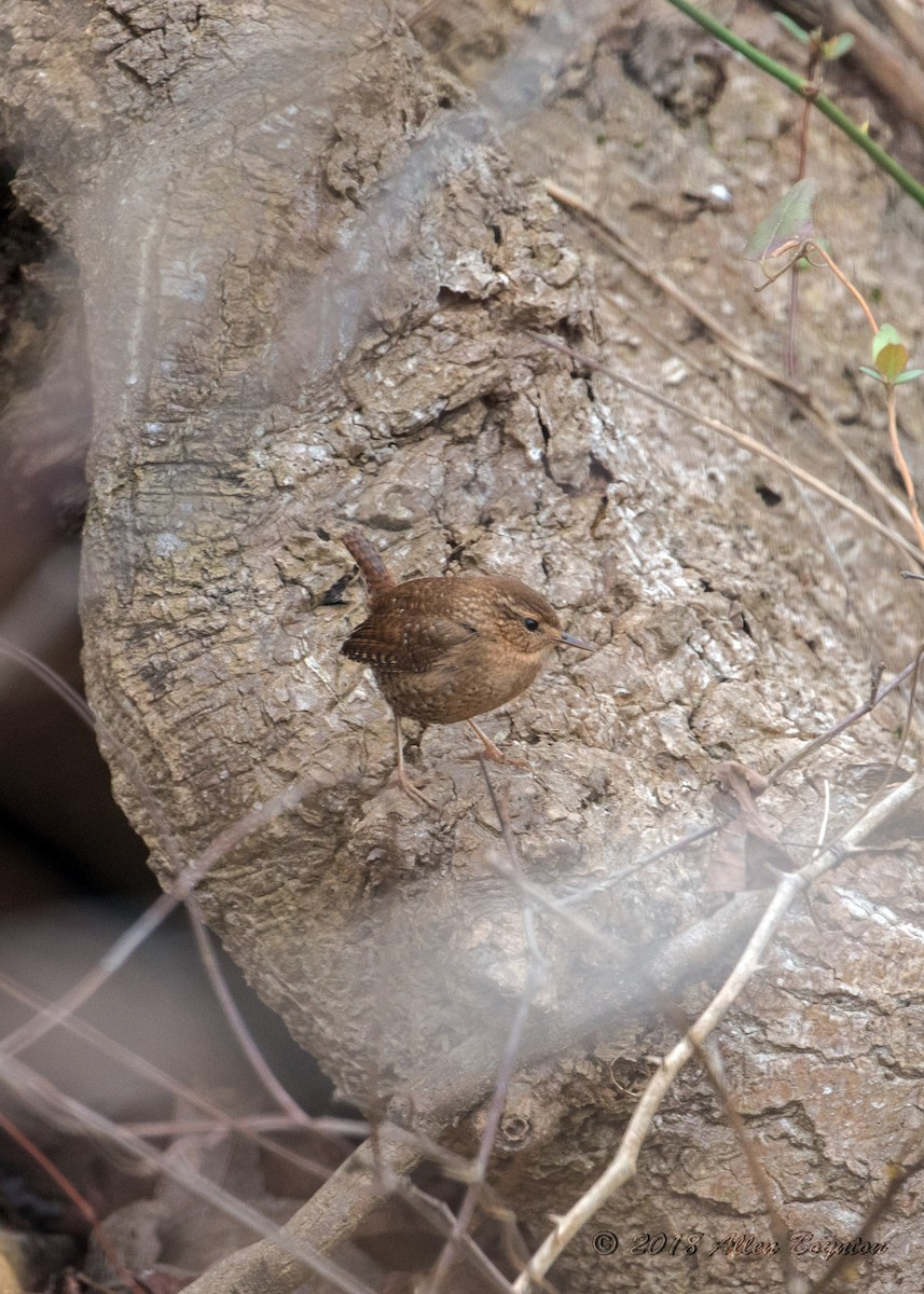 Winter Wren - ML86862621