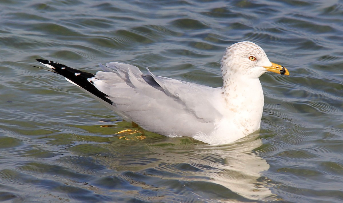 Ring-billed Gull - ML86862641