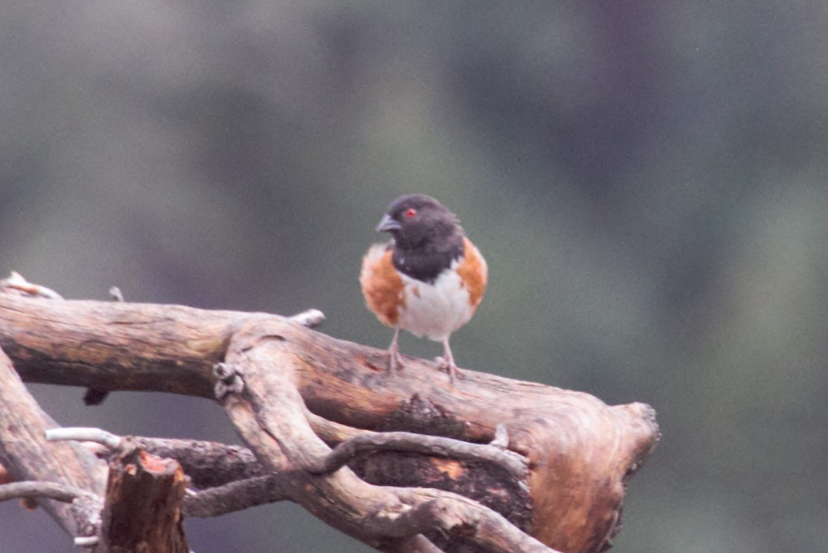Spotted Towhee - ML86863861