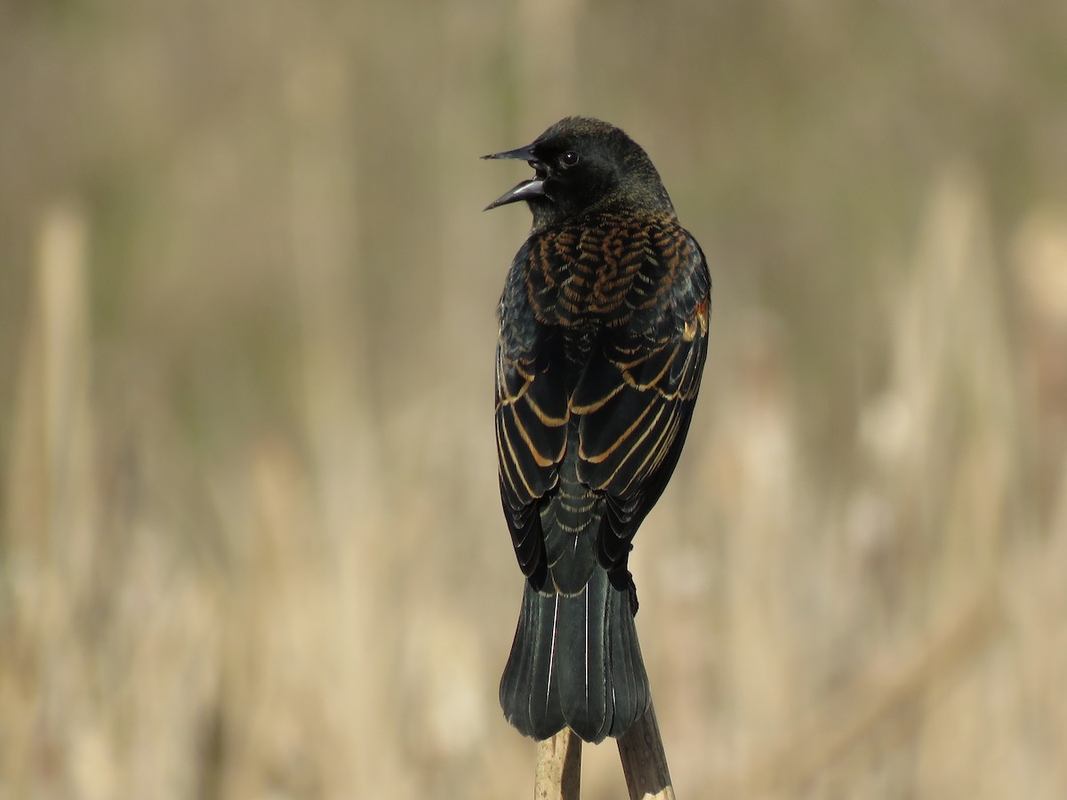 Red-winged Blackbird - ML86864371