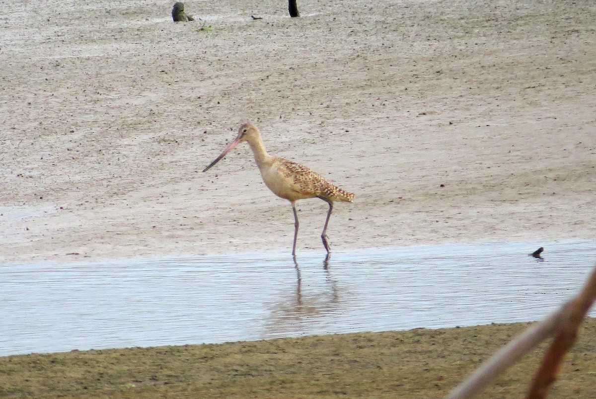 Marbled Godwit - Dallas Levey