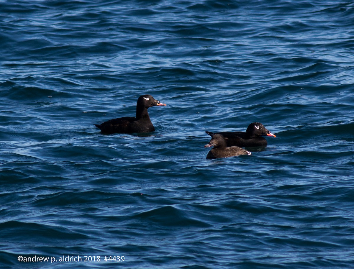 White-winged Scoter - ML86865421