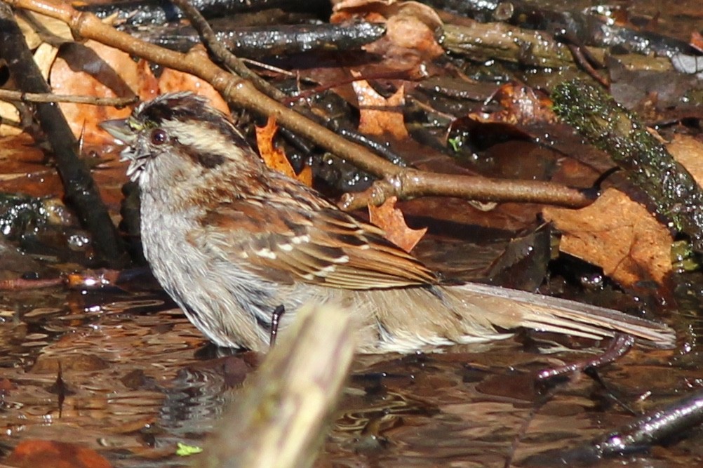 White-throated Sparrow - ML86867221