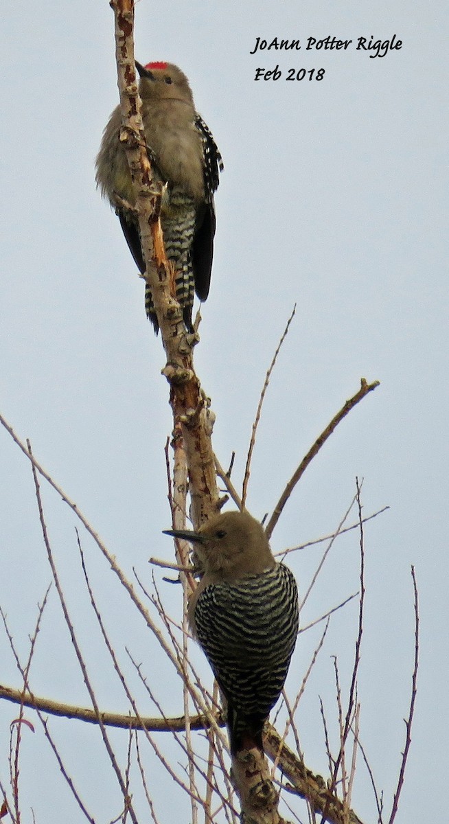 Gila Woodpecker - ML86867731