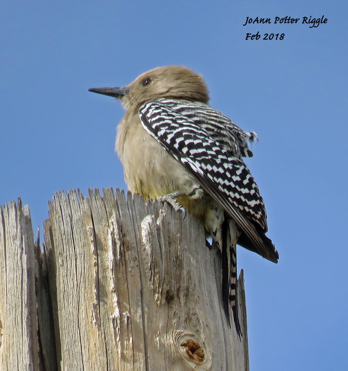 Gila Woodpecker - ML86868071